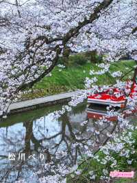 【富山】桜並木の下で遊覧船が行き交う絶景スポット