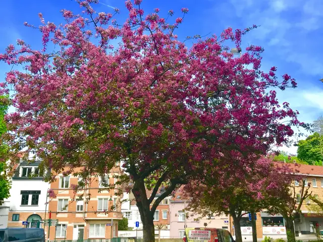 布魯塞爾花園的心臟地帶。