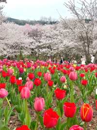 튤립과 벚꽃의 조화로 동화 속 같은 곳🌸🌷