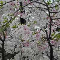 富津公園：春季賞櫻勝地，日本必遊景點