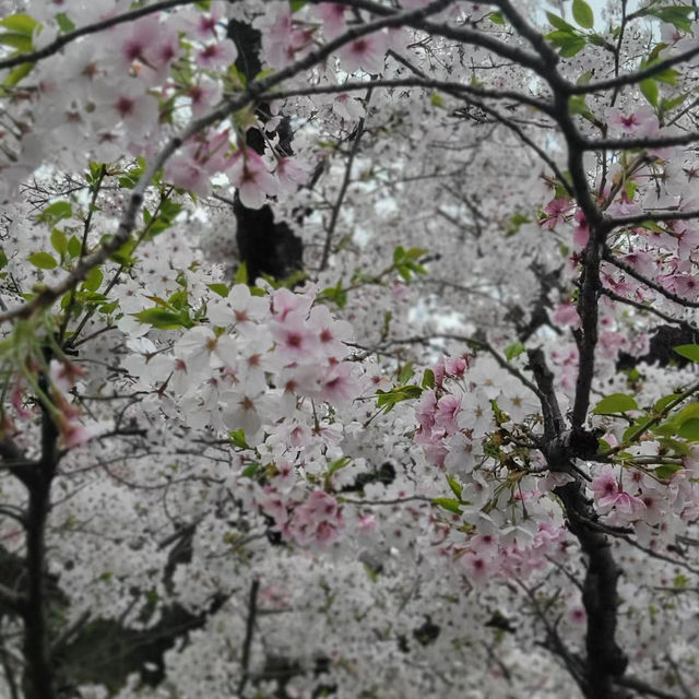 富津公園：春季賞櫻勝地，日本必遊景點
