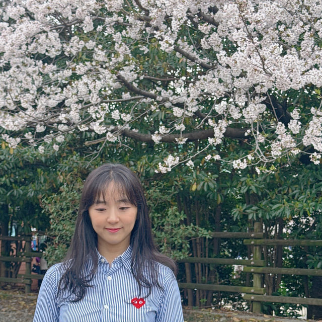 당일치기 버스로 다녀온 2024년 진해군항제 벚꽃 후기