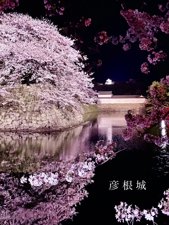滋賀】堀の水面に映るリフレクションが素敵すぎるお城の桜 | Trip.com 彦根
