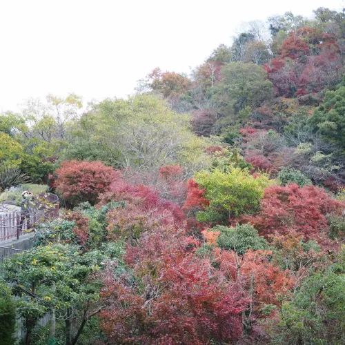 神戸布引ハーブ園&ロープウェイ