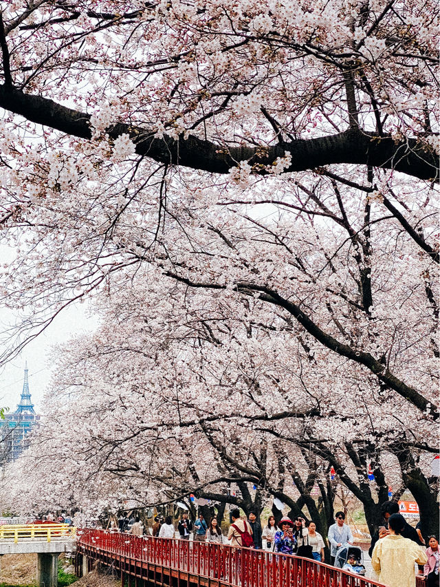 🌸 Ultimate cherry blossoms guide in Seoul 🌸