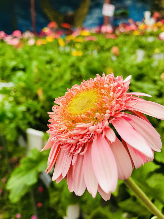 A stunning array of spring blossoms🌺🌻🇲🇾