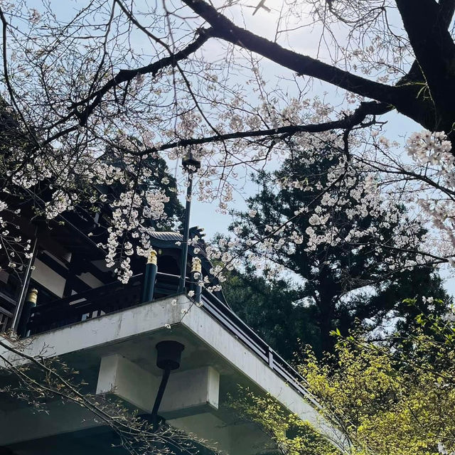 🌸วัดนันโซอินยามซากุระผลิบาน