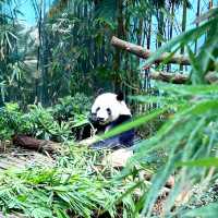 Giant Pandas Kai Kai & Jia Jia
