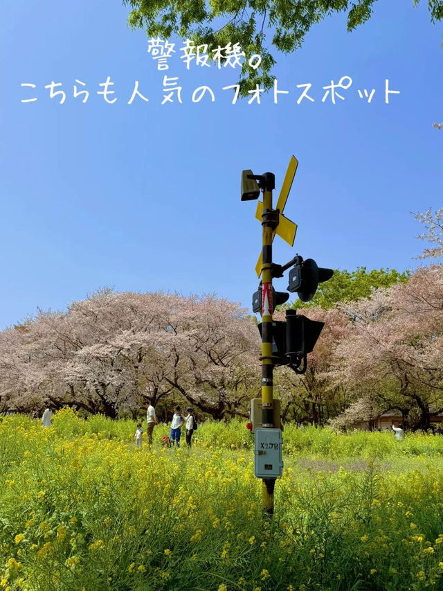 国営昭和記念公園　桜の園エリアご紹介