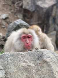 Jigokudani Monkey Park in Yamanouchi