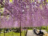 ชมดอกวิสทีเรีย (Wisteria) ใกล้นาโกย่า🪻