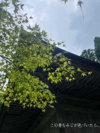 【京都】紅葉シーズンにも期待🍁