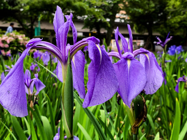 เทศกาลชมดอกไม้เมืองชิริว(花じょうぶまつり)💐🪻