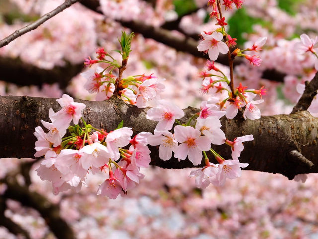 🌸 Cherry blossom bliss! 🌸