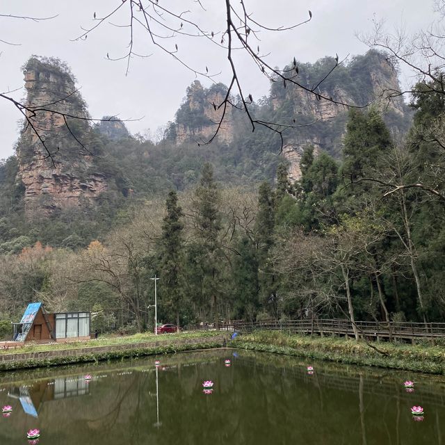 只能用壯麗來形容的「🌳張家界國家森林公園」🌳