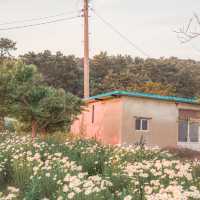 울산 샤스타데이지 명소 슬도