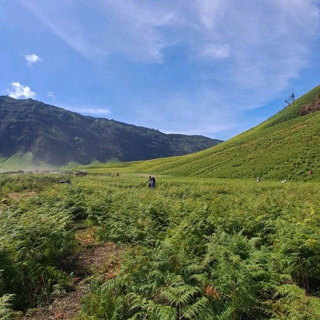 THE GREEN PARADISE OF BROMO