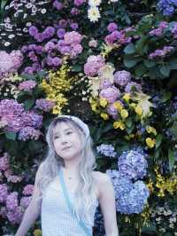2024年深圳花展：「綠美灣區，詩意繁花」