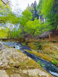 【栃木】ココはどこ？森と水辺の絶景癒しカフェ𖠚ᐝ