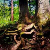 【長野県/荘厳な雰囲気のある樹齢約400年以上の杉並木🌲に木漏れ日が差し込む美しい風景✨】