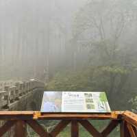 อุทยานแห่งชาติอาลีซาน นั่งรถไฟชมวิวป่าสนพันปี