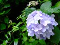 【東京近郊】‼️5月29日開始繡球花盛開見頃活動(2) ‼️ @鎌倉長谷寺，六月必遊景點！