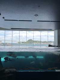 【 免費與海豚互動。水族館•海響館 】