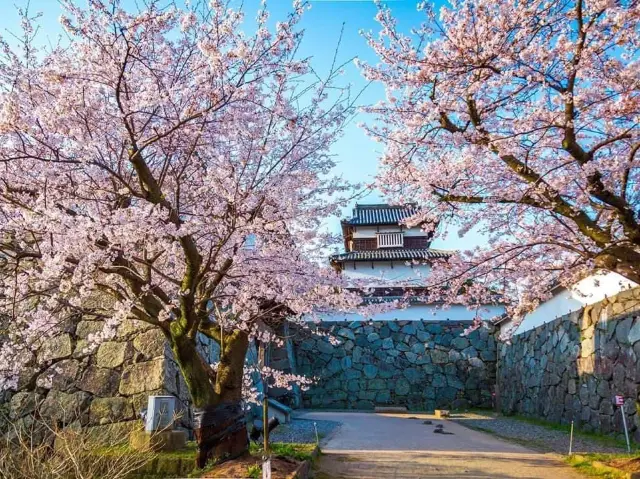 Cherry Blossoms in Maizuru Park, Fukuoka Prefecture.