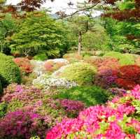 箱根杜鵑花名所