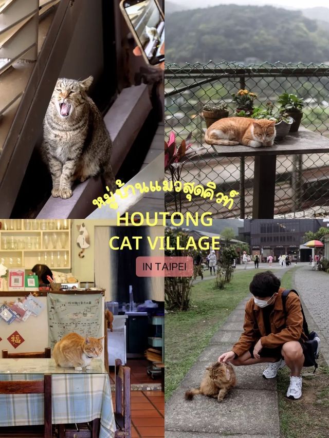 Houtong Cat Village หมู่บ้านแมวไทเปสุดคิ้ว 🏠🐈