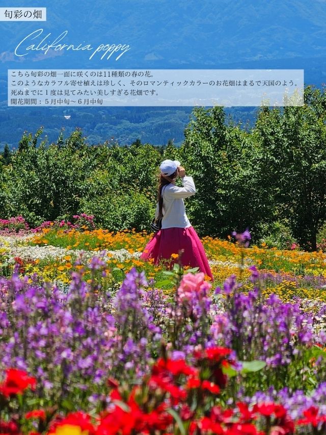 【大分/天国の花畑】天空に見たこともない美しい場所があった！！