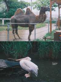 日本｜ 神戶動物王國 近距離接觸水豚君～