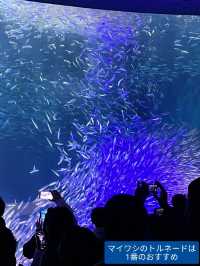 雨の日も暑い日もOK 水族館でひんやり過ごそう