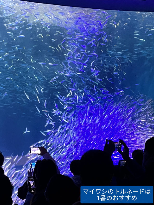 雨の日も暑い日もOK 水族館でひんやり過ごそう