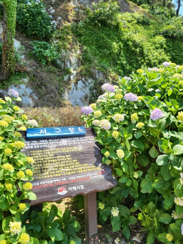 거제도 수국명소 저구항