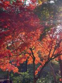 識玩一定要紅葉時去「首爾塔」