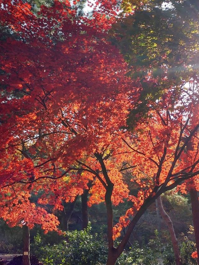 識玩一定要紅葉時去「首爾塔」