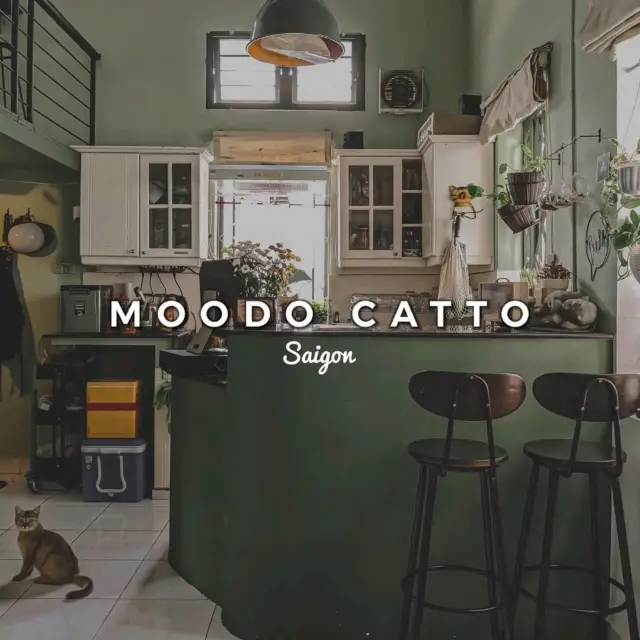 𝗠𝗼𝗼𝗱𝗼 𝗖𝗮𝘁𝘁𝗼