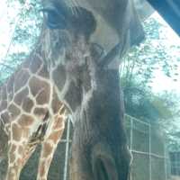 泰國目前最有人氣，最多人詢問的野生動物園