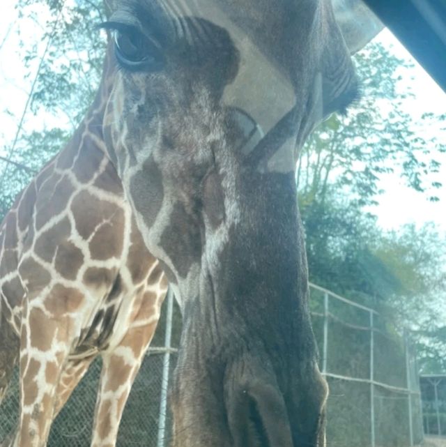 泰國目前最有人氣，最多人詢問的野生動物園