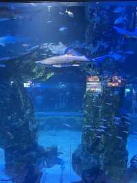 서울 실내데이트 강추! 잠실 롯데월드 아쿠아리움🐟