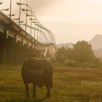 สะพานมิตรภาพไทย-ลาว 3 นครพนม - คำม่วน