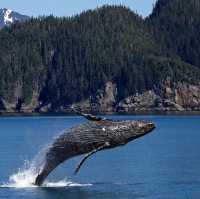 Breath taking cruise 🚢 to Alaska with Ovations of the Seas 