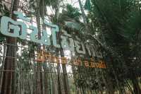 ต้นไม้ยักษ์ บ้านสะนำ บ้านไร่ อุทัยธานี 