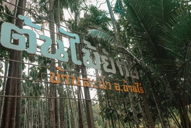ต้นไม้ยักษ์ บ้านสะนำ บ้านไร่ อุทัยธานี 