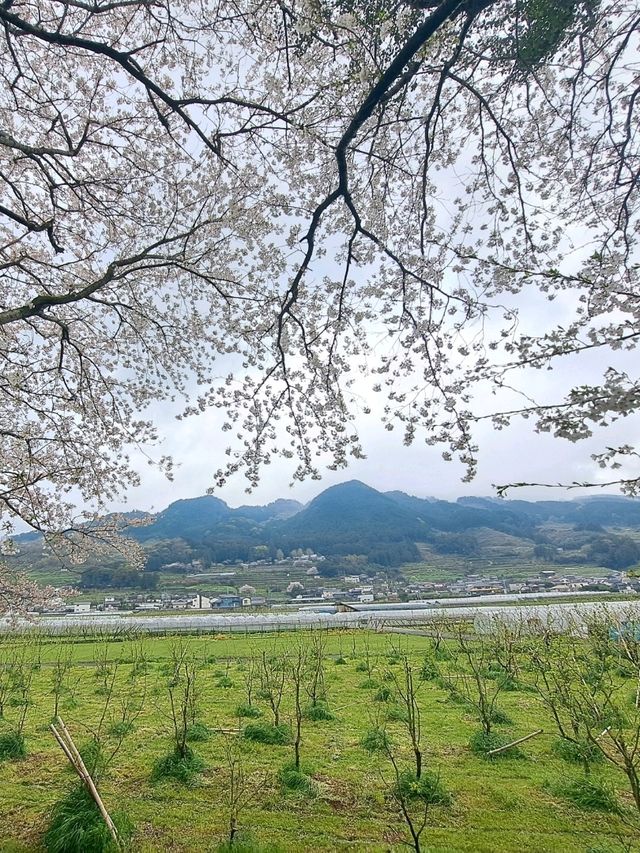 【福岡県うきは市：流川の桜並木】春の訪れを感じる絶景桜の並木道🌸