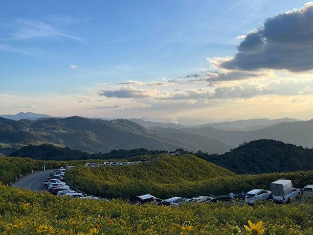 ทุ่งบัวตองดอยแม่อูคอ🌼🌼