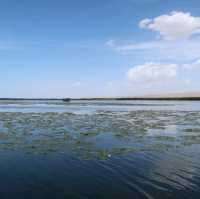 Hectars of Water Lilies and Reeds
