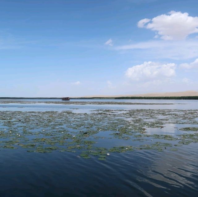 Hectars of Water Lilies and Reeds