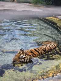 Tiger Park Pattaya ใกล้ชิดเสือตัวเป็นๆ